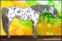 Horse Color:Liver Chestnut Near Leopard 