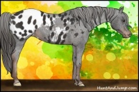 Horse Color:Liver Chestnut Blanket 