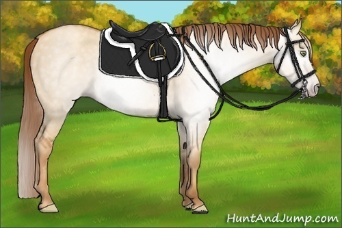 Horse Color:Gray Gold Champagne Dun 