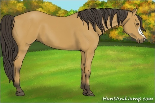 Horse Color:Buckskin 