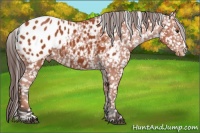 Horse Color:Bay Appaloosa