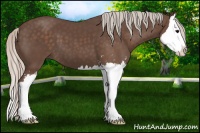 Horse Color:Silver Black Sabino Splash 