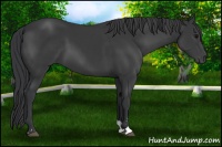 Horse Color:Black Sabino 