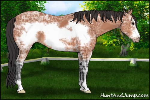 Horse Color: Bay Ice Sabino Frame 
