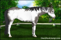 Horse Color:Grullo Sabino Frame 