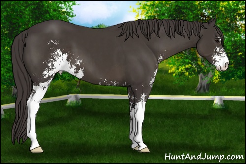 Horse Color: Smoky Black Sabino 