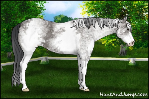 Horse Color: White Spotted Grullo Sabino 
