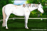Horse Color:Buckskin Pearl Sabino Splash 
