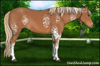 Horse Color:White Spotted Chestnut 