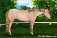 Horse Color:Chestnut Pearl 