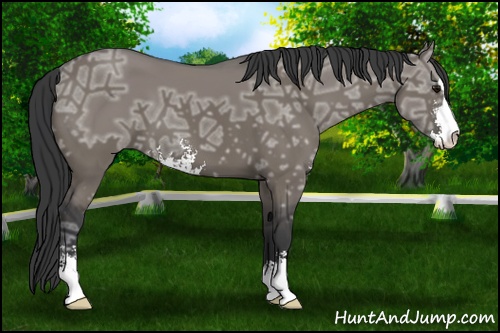 Horse Color: Grullo Ice Sabino 