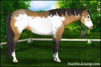 Horse Color:Buckskin Sabino Frame 