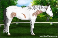 Horse Color:Bay Ice Splash Tobiano 