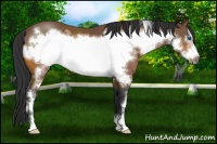 Horse Color:Bay Sabino Frame 