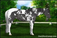 Horse Color:White Spotted Black Tobiano 