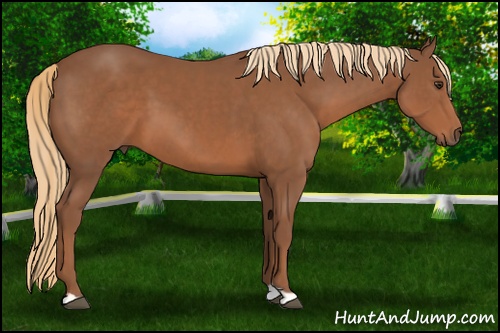 Horse Color: Chestnut 