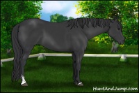 Horse Color:Black Sabino