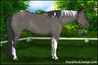 Horse Color:Grullo Sabino Tobiano 