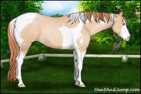Horse Color:Buckskin Pearl Sabino Tobiano 