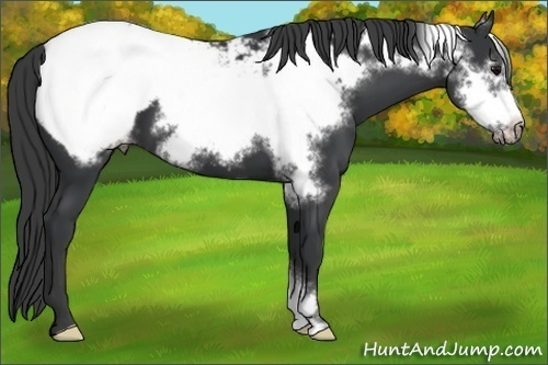 Horse Color:Black Frame Appaloosa 