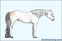 Horse Color:Gray Buckskin 