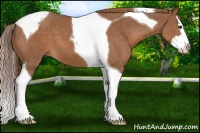 Horse Color:Chestnut Splash Tobiano 