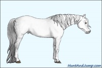 Horse Color:Gray White Spotted Black 