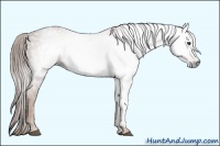 Horse Color:Gray Chestnut 