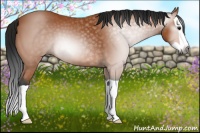 Horse Color:Gray Bay Splash 