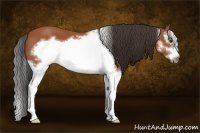 Horse Color:Bay Splash Frame 