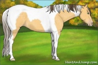 Horse Color:Amber Cream Champagne Tobiano 