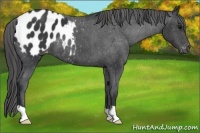 Horse Color:Black Appaloosa 