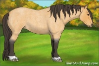 Horse Color:Buckskin Roan 