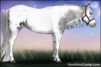 Horse Color:Black Splash Tobiano Frame Appaloosa 