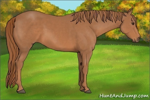 Horse Color: Chestnut 