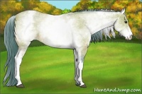 Horse Color:Watercolor White Spotted Buckskin 