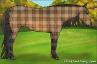 Horse Color:Plaid  Bay 