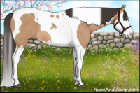 Horse Color:Bay Dun Splash Tobiano