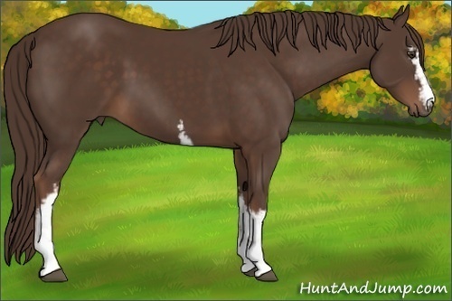 Horse Color: White Spotted Liver Chestnut 