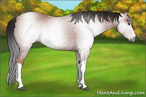 Horse Color:Gray Bay 