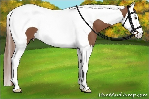 Horse Color:Chestnut Splash Tobiano