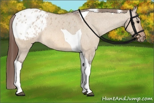 Horse Color:Bay Dun Tobiano Blanket 