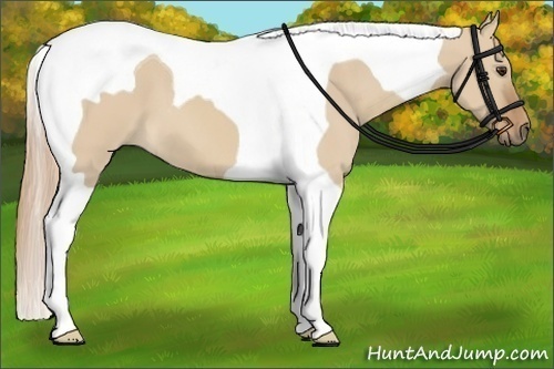 Horse Color:Red Dun Tobiano 