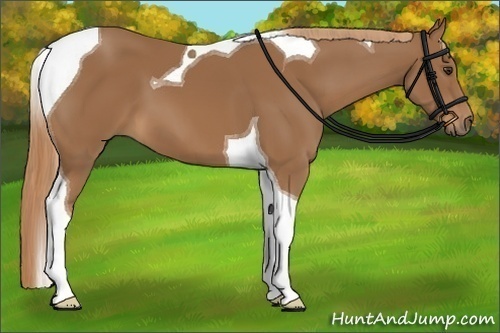 Horse Color:Chestnut Tobiano