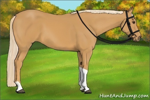 Horse Color:Palomino Tobiano 