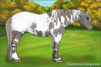 Horse Color:White Spotted Smoky Black Snowcap