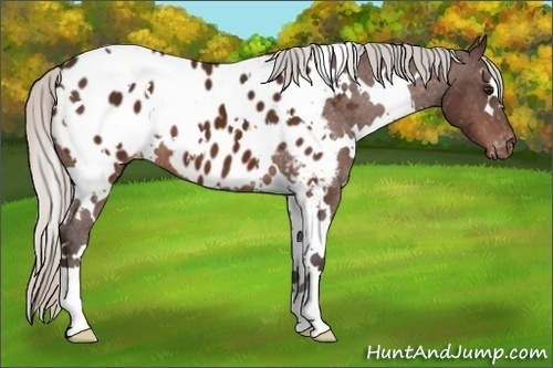 Horse Color: White Spotted Silver Bay Blanket 