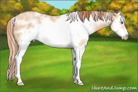 Horse Color:White Spotted Buckskin Pearl Splash Frame 