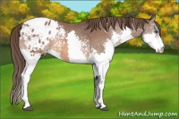 Horse Color:White Spotted Bay Splash Appaloosa Rabicano 