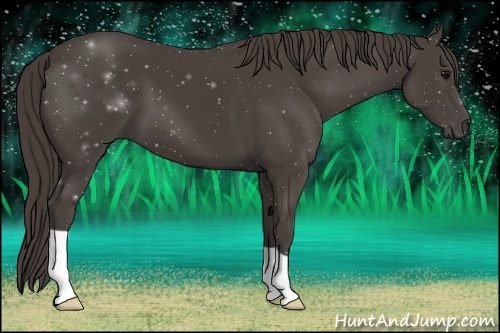 Horse Color: Smoky Black 
